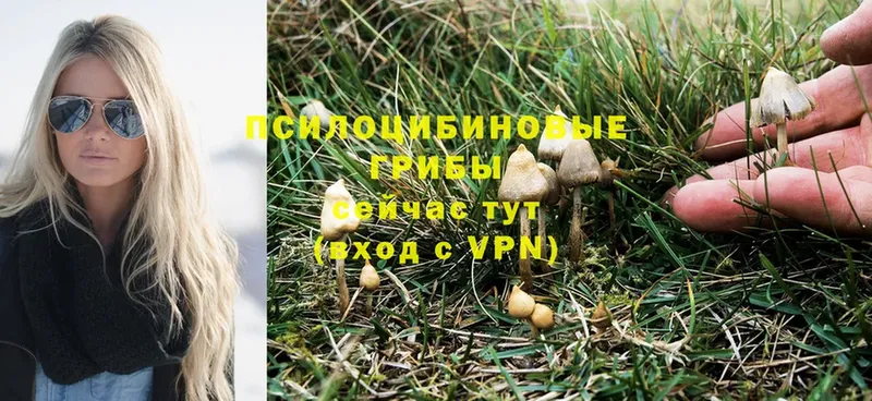 Галлюциногенные грибы Psilocybe  Горняк 